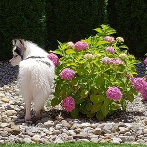 Meet your Posher, Jessie